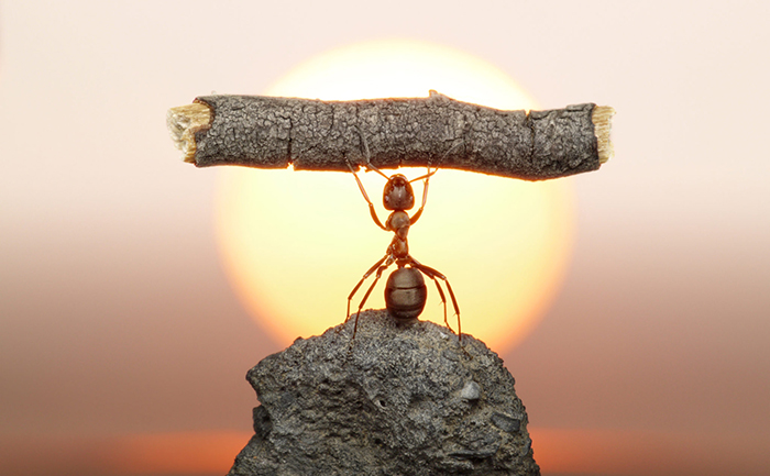 ant